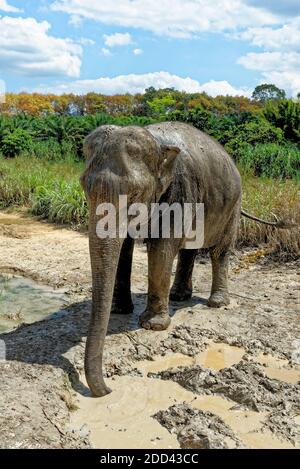 Bagno con elefanti al Santuario della Casa degli Elefanti di Krabi - Thailandia. Destinazione di viaggio nella zona di Krabi - 27 gennaio 2020 Foto Stock