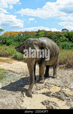 Bagno con elefanti al Santuario della Casa degli Elefanti di Krabi - Thailandia. Destinazione di viaggio nella zona di Krabi - 27 gennaio 2020 Foto Stock