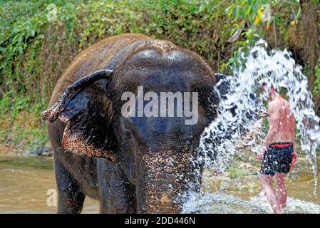 Bagno con elefanti al Santuario della Casa degli Elefanti di Krabi - Thailandia. Destinazione di viaggio nella zona di Krabi - 27 gennaio 2020 Foto Stock