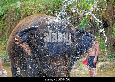 Bagno con elefanti al Santuario della Casa degli Elefanti di Krabi - Thailandia. Destinazione di viaggio nella zona di Krabi - 27 gennaio 2020 Foto Stock