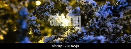 Albero di Natale si dirama nella neve e luci incandescenti di ghirlande dorate di notte. Banner Foto Stock