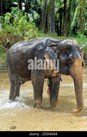 Bagno con elefanti al Santuario della Casa degli Elefanti di Krabi - Thailandia. Destinazione di viaggio nella zona di Krabi - 27 gennaio 2020 Foto Stock