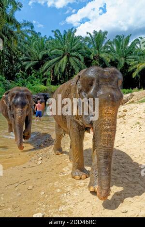 Bagno con elefanti al Santuario della Casa degli Elefanti di Krabi - Thailandia. Destinazione di viaggio nella zona di Krabi - 27 gennaio 2020 Foto Stock