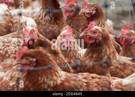 Galline di gamma libera su un allevamento di pollame biologico dietro un filo di pollo Foto Stock