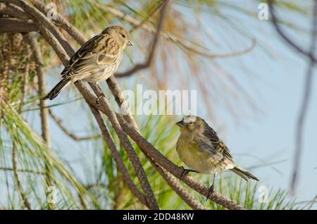 Canarie atlantiche Serinus canarius su una succursale. Alsandara montagna. Riserva naturale integrale di Inagua. Tejeda. Gran Canaria. Isole Canarie. Spagna. Foto Stock