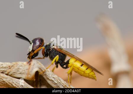 Il lupo europeo Philanthus triangulum grooming. Las Palmas de Gran Canaria. Gran Canaria. Isole Canarie. Spagna. Foto Stock