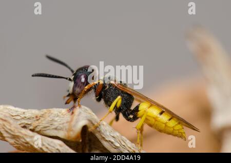 Il lupo europeo Philanthus triangulum grooming. Las Palmas de Gran Canaria. Gran Canaria. Isole Canarie. Spagna. Foto Stock