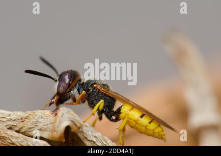 Il lupo europeo Philanthus triangulum grooming. Las Palmas de Gran Canaria. Gran Canaria. Isole Canarie. Spagna. Foto Stock