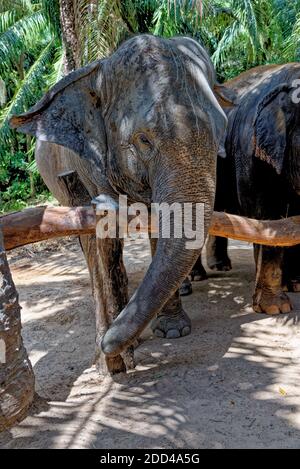 Una giornata con gli elefanti al Krabi Elephant House Sanctuary - Thailandia. Destinazione di viaggio nella zona di Krabi - 27 gennaio 2020 Foto Stock