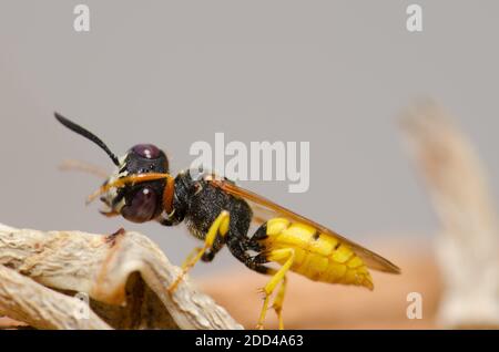 Il lupo europeo Philanthus triangulum grooming. Las Palmas de Gran Canaria. Gran Canaria. Isole Canarie. Spagna. Foto Stock