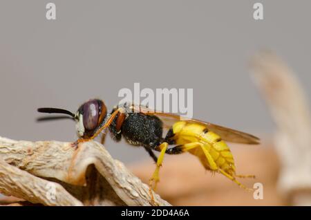 Il lupo europeo Philanthus triangulum grooming. Las Palmas de Gran Canaria. Gran Canaria. Isole Canarie. Spagna. Foto Stock