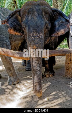 Una giornata con gli elefanti al Krabi Elephant House Sanctuary - Thailandia. Destinazione di viaggio nella zona di Krabi - 27 gennaio 2020 Foto Stock