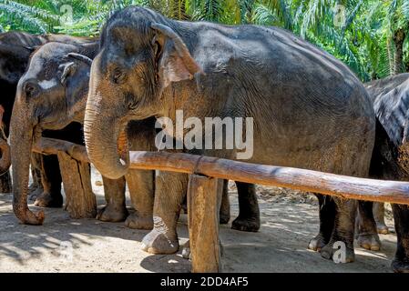 Una giornata con gli elefanti al Krabi Elephant House Sanctuary - Thailandia. Destinazione di viaggio nella zona di Krabi - 27 gennaio 2020 Foto Stock