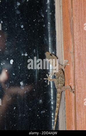 Il muro di Boettger gecko Tarentola boettgeri e fotografo riflesso nella finestra. Cruz de Pajonales. Tejeda. Gran Canaria. Isole Canarie. Spagna. Foto Stock