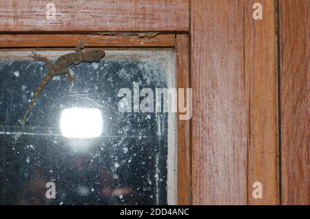 Il muro di Boettger gecko Tarentola boettgeri e fotografo riflesso nella finestra. Cruz de Pajonales. Tejeda. Gran Canaria. Isole Canarie. Spagna. Foto Stock