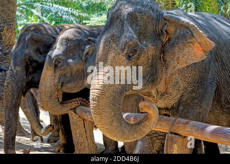 Una giornata con gli elefanti al Krabi Elephant House Sanctuary - Thailandia. Destinazione di viaggio nella zona di Krabi - 27 gennaio 2020 Foto Stock