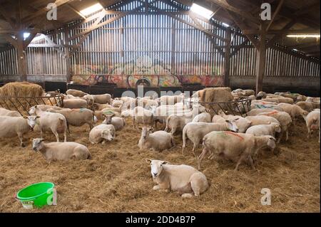 Allevamento estensivo di ovini a Loperec (Bretagna, Francia nord-occidentale). Mandria di pecore durante l'agnello, la calvazione Foto Stock