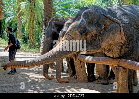 Una giornata con gli elefanti al Krabi Elephant House Sanctuary - Thailandia. Destinazione di viaggio nella zona di Krabi - 27 gennaio 2020 Foto Stock