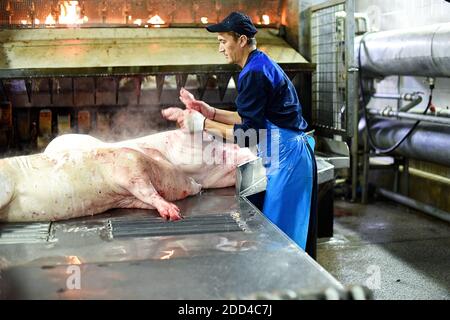 Le carcasse di suino vengono lavorate in fabbrica. Produzione di carne. Un luogo dove vengono uccisi i maiali Foto Stock