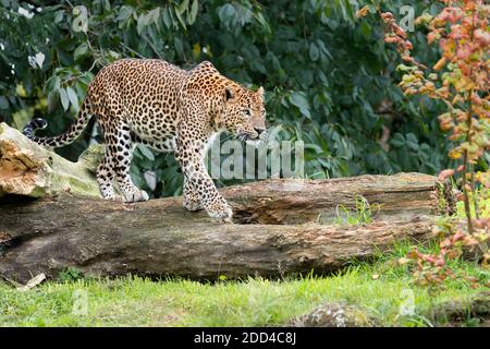 Leopardo dello Sri Lanka Foto Stock