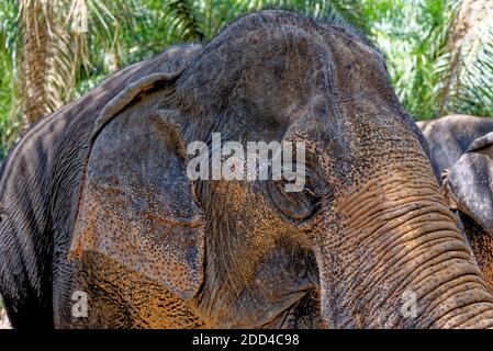 Una giornata con gli elefanti al Krabi Elephant House Sanctuary - Thailandia. Destinazione di viaggio nella zona di Krabi - 27 gennaio 2020 Foto Stock