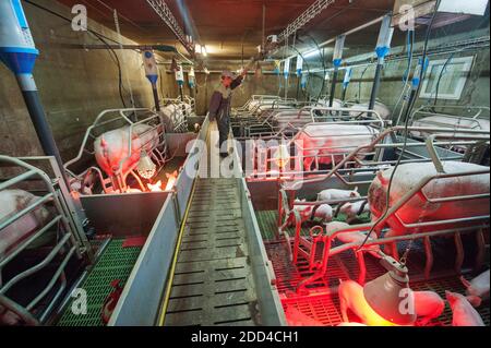 Plougonver (Bretagna, Francia nord-occidentale): Produzione convenzionale di suini. Gruppo di suini in un porcellino. Scrofa e suinetti in allattamento. Donna, agricoltore, nel Foto Stock