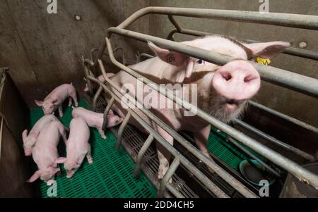 Plougonver (Bretagna, Francia nord-occidentale): Produzione convenzionale di suini. Gruppo di suini in un porcellino. Scrofa e suinetti in allattamento Foto Stock