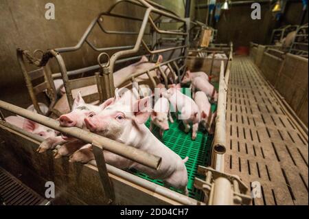 Plougonver (Bretagna, Francia nord-occidentale): Produzione convenzionale di suini. Gruppo di suini in un porcellino. Scrofa e suinetti in allattamento Foto Stock