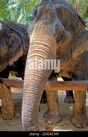 Una giornata con gli elefanti al Krabi Elephant House Sanctuary - Thailandia. Destinazione di viaggio nella zona di Krabi - 27 gennaio 2020 Foto Stock