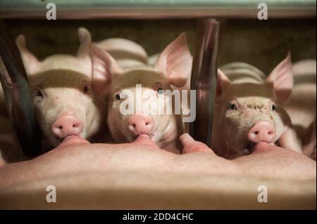 Plougonver (Bretagna, Francia nord-occidentale): Produzione convenzionale di suini. Gruppo di suini in un porcellino. Scrofa e suinetti in allattamento. Tre suinetti Foto Stock