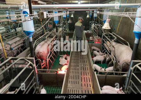 Plougonver (Bretagna, Francia nord-occidentale): Produzione convenzionale di suini. Gruppo di suini in un porcellino. Scrofa e suinetti in allattamento. Donna, agricoltore, nel Foto Stock