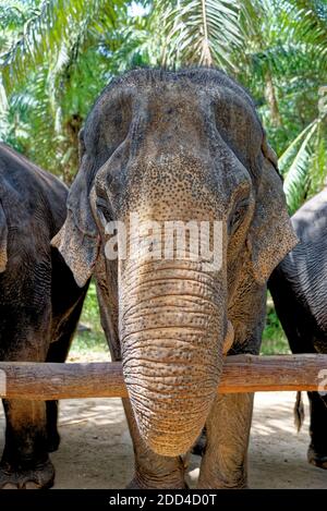 Una giornata con gli elefanti al Krabi Elephant House Sanctuary - Thailandia. Destinazione di viaggio nella zona di Krabi - 27 gennaio 2020 Foto Stock