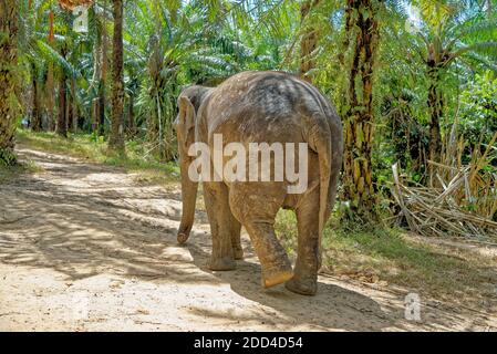Una giornata con gli elefanti al Krabi Elephant House Sanctuary - Thailandia. Destinazione di viaggio nella zona di Krabi - 27 gennaio 2020 Foto Stock