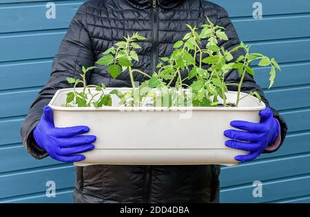 Scatola di plastica con piantine di pomodoro pronte per la semina, nelle mani di un uomo in guanti. Piantine di primavera. Cura delle piante. Annaffiatura e trapiantando Vege Foto Stock