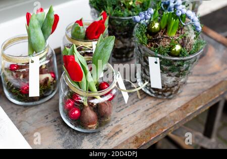 Composizione di fiori di Natale in vasi di vetro. Tulipani, bouquet di geocynt con palle natalizie in pentola. Decorazioni floreali per la casa, negozio di fiori d'Europa Foto Stock