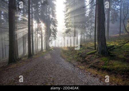 La mattina. 24 Nov 2020. 24 novembre 2020, Schwitten (Hessen): Il sole splende tra gli alberi attraverso la nebbia al mattino. | utilizzo in tutto il mondo credito: dpa/Alamy Live News Foto Stock