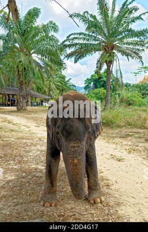 Una giornata con gli elefanti al Krabi Elephant House Sanctuary - Thailandia. Destinazione di viaggio nella zona di Krabi - 27 gennaio 2020 Foto Stock