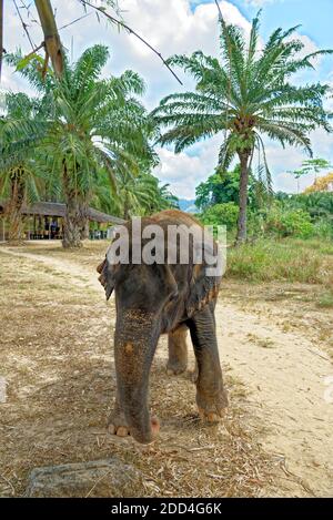 Una giornata con gli elefanti al Krabi Elephant House Sanctuary - Thailandia. Destinazione di viaggio nella zona di Krabi - 27 gennaio 2020 Foto Stock