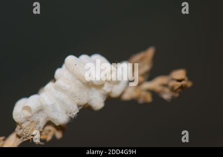 Bozzoli del parassita Cotesia wasp glomeratus. Cruz de Pajonales. Riserva naturale integrale di Inagua. Tejeda. Gran Canaria. Isole Canarie. Spagna. Foto Stock