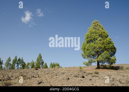 Pino delle Isole Canarie Pinus canariensis su un terreno roccioso. Il Parco Rurale di Nublo. Tejeda. Gran Canaria. Isole Canarie. Spagna. Foto Stock