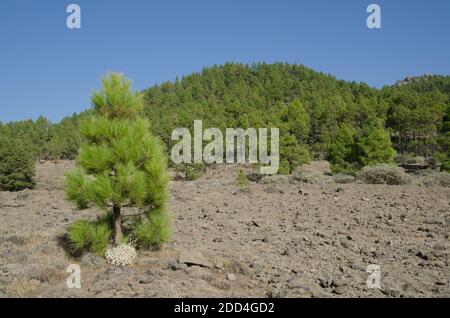 Terreno roccioso e foresta di pino delle Isole Canarie Pinus canariensis. Il Parco Rurale di Nublo. Tejeda. Gran Canaria. Isole Canarie. Spagna. Foto Stock