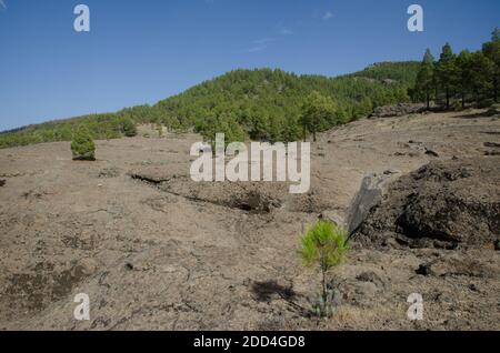 Terreno roccioso e foresta di pino delle Isole Canarie Pinus canariensis. Il Parco Rurale di Nublo. Tejeda. Gran Canaria. Isole Canarie. Spagna. Foto Stock