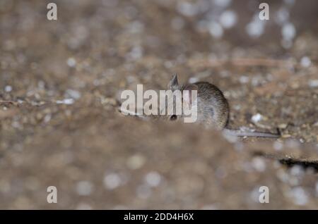 Casa mouse Mus musculus dietro una roccia. Il Parco Rurale di Nublo. Tejeda. Gran Canaria. Isole Canarie. Spagna. Foto Stock