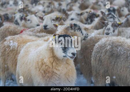 Un gregge di pecore nella neve, Scozia - fuoco selettivo Foto Stock