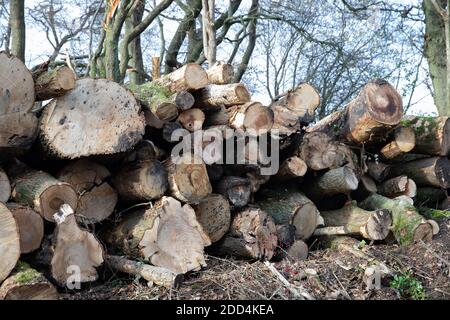 Titsey,Surrey,UK,24 Novembre 2020,la deforestazione si svolge su White Lane, Titsey in Surrey. Gli alberi di cenere vengono abbattuti a causa di malattie che li rendono insicuri e instabili. Gli alberi saranno tutti sostituiti con nuove segature come la perdita di alberi e di altra vegetazione può causare il cambiamento climatico, desertificazione, erosione del suolo, meno raccolti, inondazioni, aumento dei gas serra nell'atmosphere.Credit: Keith Larby/Alamy Live News Foto Stock