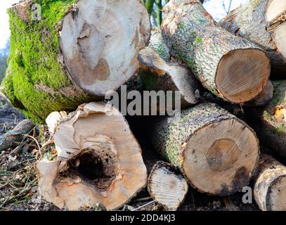 Titsey,Surrey,UK,24 Novembre 2020,la deforestazione si svolge su White Lane, Titsey in Surrey. Gli alberi di cenere vengono abbattuti a causa di malattie che li rendono insicuri e instabili. Gli alberi saranno tutti sostituiti con nuove segature come la perdita di alberi e di altra vegetazione può causare il cambiamento climatico, desertificazione, erosione del suolo, meno raccolti, inondazioni, aumento dei gas serra nell'atmosphere.Credit: Keith Larby/Alamy Live News Foto Stock