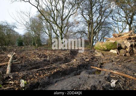 Titsey,Surrey,UK,24 Novembre 2020,la deforestazione si svolge su White Lane, Titsey in Surrey. Gli alberi di cenere vengono abbattuti a causa di malattie che li rendono insicuri e instabili. Gli alberi saranno tutti sostituiti con nuove segature come la perdita di alberi e di altra vegetazione può causare il cambiamento climatico, desertificazione, erosione del suolo, meno raccolti, inondazioni, aumento dei gas serra nell'atmosphere.Credit: Keith Larby/Alamy Live News Foto Stock