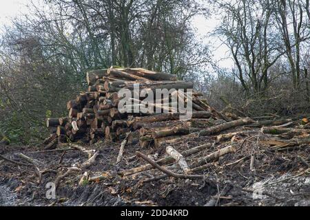 Titsey,Surrey,UK,24 Novembre 2020,la deforestazione si svolge su White Lane, Titsey in Surrey. Gli alberi di cenere vengono abbattuti a causa di malattie che li rendono insicuri e instabili. Gli alberi saranno tutti sostituiti con nuove segature come la perdita di alberi e di altra vegetazione può causare il cambiamento climatico, desertificazione, erosione del suolo, meno raccolti, inondazioni, aumento dei gas serra nell'atmosphere.Credit: Keith Larby/Alamy Live News Foto Stock