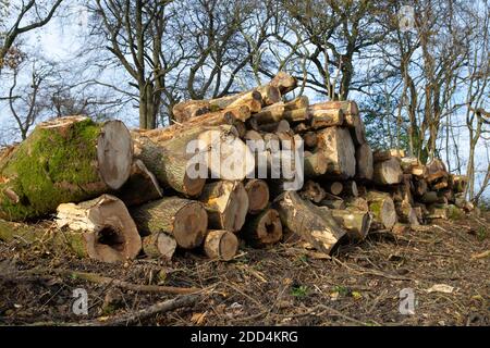 Titsey,Surrey,UK,24 Novembre 2020,la deforestazione si svolge su White Lane, Titsey in Surrey. Gli alberi di cenere vengono abbattuti a causa di malattie che li rendono insicuri e instabili. Gli alberi saranno tutti sostituiti con nuove segature come la perdita di alberi e di altra vegetazione può causare il cambiamento climatico, desertificazione, erosione del suolo, meno raccolti, inondazioni, aumento dei gas serra nell'atmosphere.Credit: Keith Larby/Alamy Live News Foto Stock