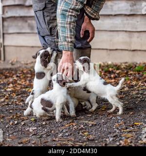 allevatore con cucciolata di cuccioli di spaniel di zenzero inglese Foto Stock